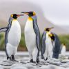 Falkland Inseln - Südgeorgien - Antarktische Halbinsel