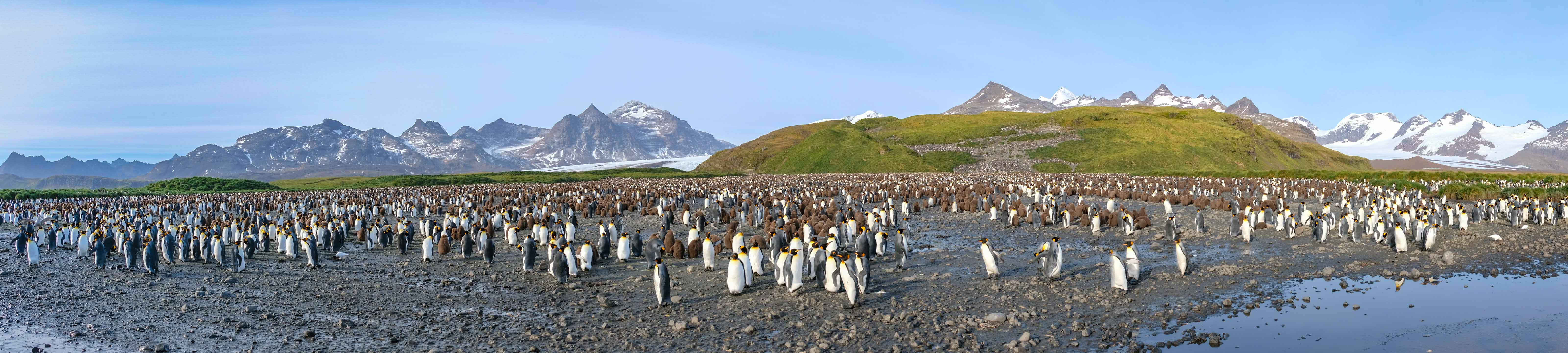 Falkland Islands & South Georgia