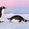 Weddell Sea - Auf der Suche nach dem Kaiserpinguin
