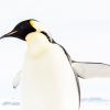 Weddell Sea - Mit dem Helikopter zu den Kaiserpinguinen